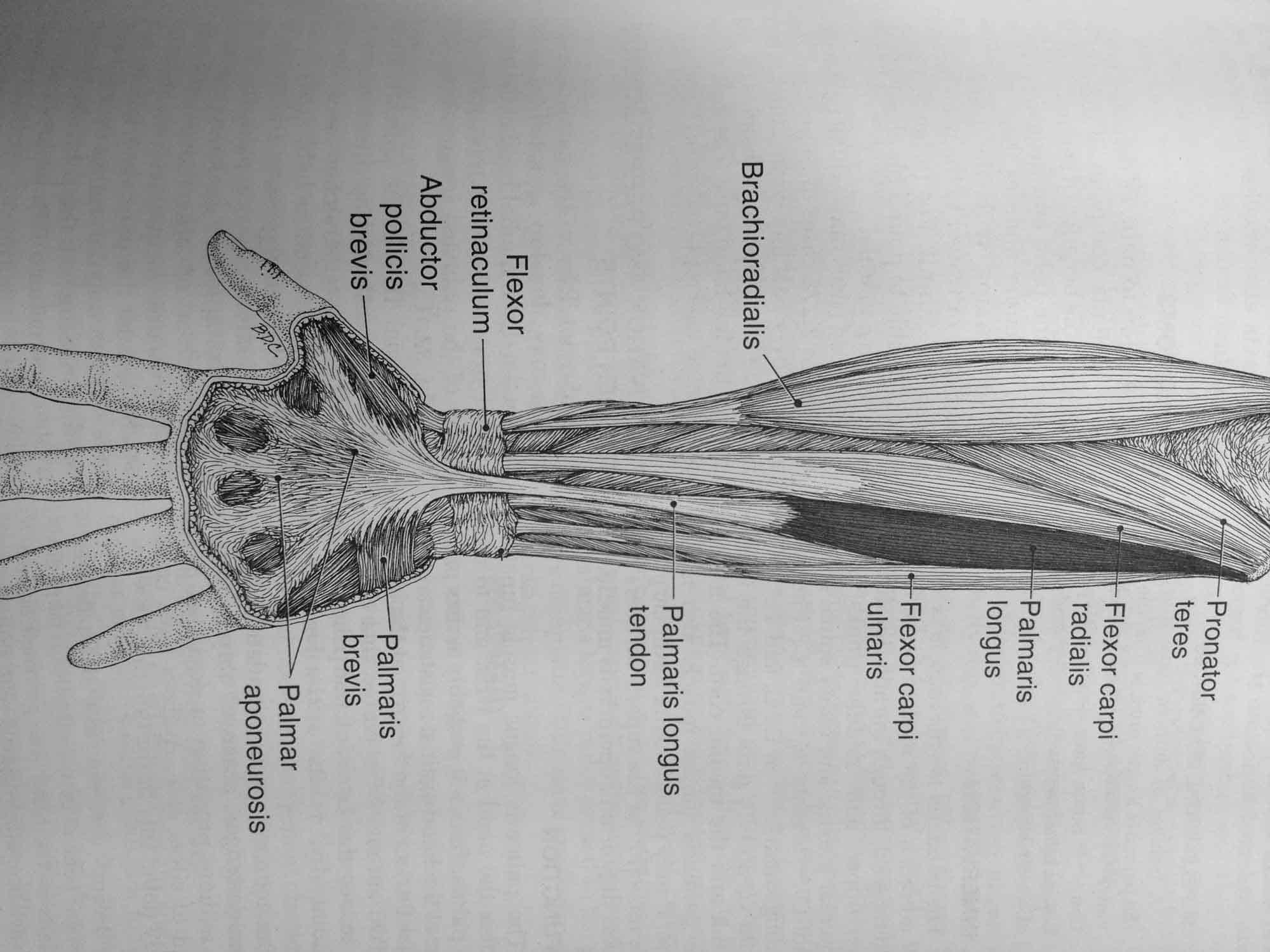 (P)Rehab: Forearms and hand pain