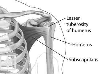 (p)Rehab: Shoulder Rehab 101