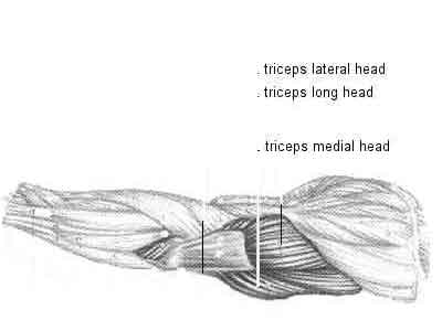 (P)Rehab: Elbow Pain